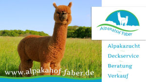 Webbanner_faber2024_web